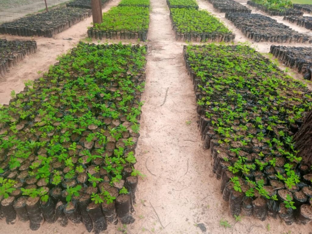 Kazwab Establishes Zakkat and Waqf Plants Nursery to Support Environmental Sustainability in Katsina